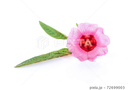 Roselle isolated on white background 72699003
