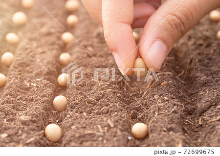 Hand growing seeds of vegetable in the soil in rows. gardening, planting at home. sowing seeds. 72699675