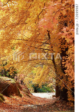 針木浄水場の紅葉 72699987