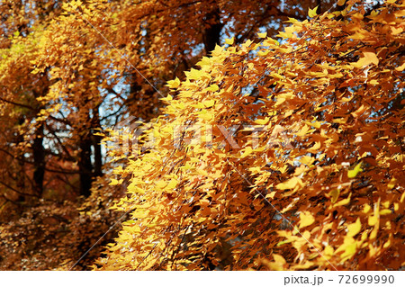 針木浄水場の紅葉 針木浄水場の紅葉 72699990