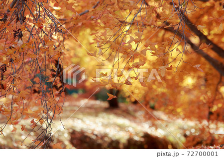 針木浄水場の紅葉 針木浄水場の紅葉 72700001