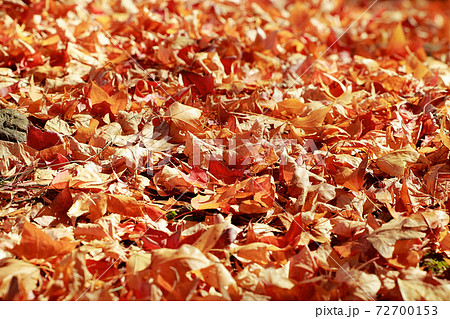 落ち葉の絨毯 72700153
