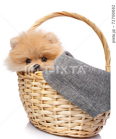 Pomeranian Spitz puppy sits in wicker basket on white background. 72700692