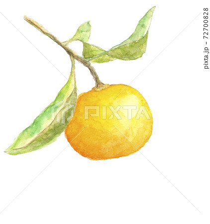 【はこぽす対応商品】 葉枝付き ハッサク 水彩 八朔 果物 素材【水彩イラスト】の 絵画