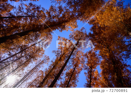 針葉樹の紅葉 針葉樹の紅葉 72700891