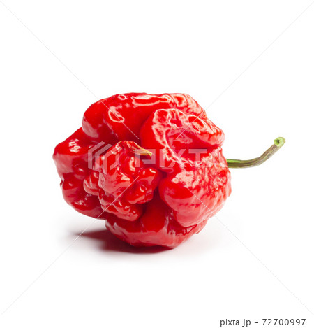Carolina Reaper, the hottest chile pepper Capsicum chinense, whole ripe pod, isolated on white background. Superhot or extremely hot chile pepper Carolina Reaper, the hottest chile pepper Capsicum chinense, whole ripe pod, isolated on white background. Superhot or extremely hot chile pepper 72700997