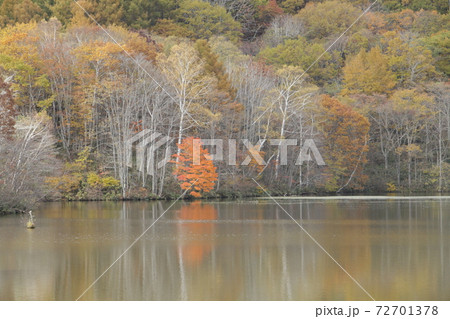 紅葉する樹木を映す戸隠鏡池 72701378