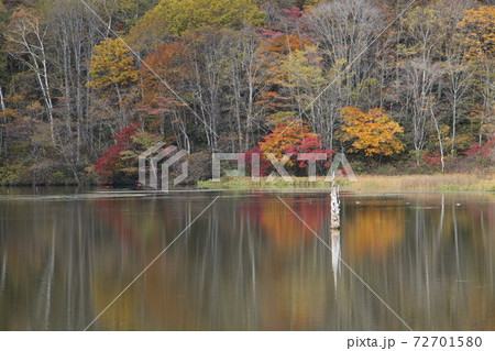 紅葉する樹木を映す戸隠鏡池 72701580
