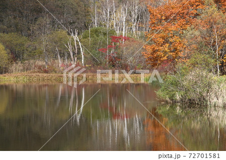 紅葉する樹木を映す戸隠鏡池 紅葉する樹木を映す戸隠鏡池 72701581