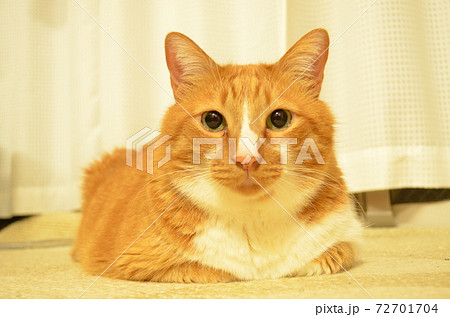 カメラ目線の猫 カメラ目線の猫 72701704