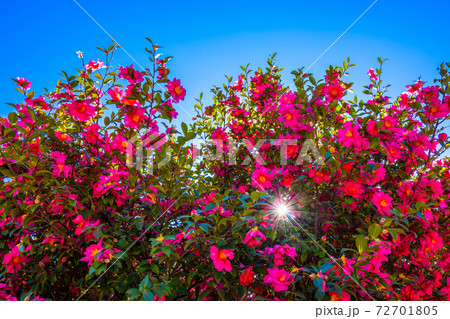 満開の山茶花と光条 72701805