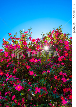 満開の山茶花と光条 72701807