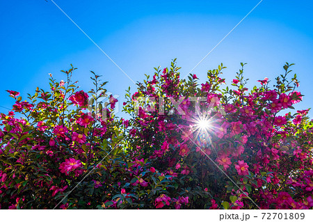 満開の山茶花と光条 満開の山茶花と光条 72701809
