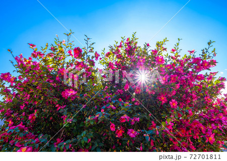 満開の山茶花と光条 満開の山茶花と光条 72701811