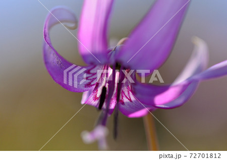 カタクリの花 カタクリの花 72701812