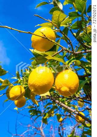 無農薬栽培の国産レモンの写真素材