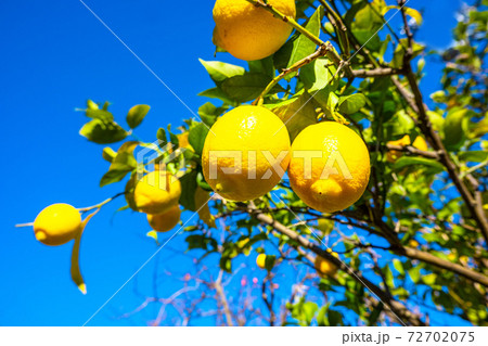 無農薬栽培の国産レモンの写真素材
