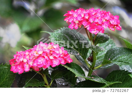 花 花 72702267