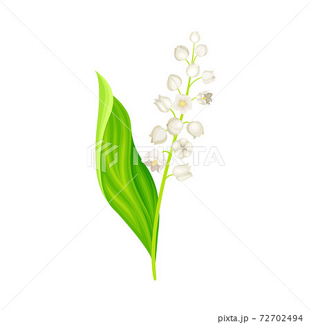 Lily of the Valley with Pendent Bell-shaped White Flowers Vector Illustration Lily of the Valley with Pendent Bell-shaped White Flowers Vector Illustration 72702494