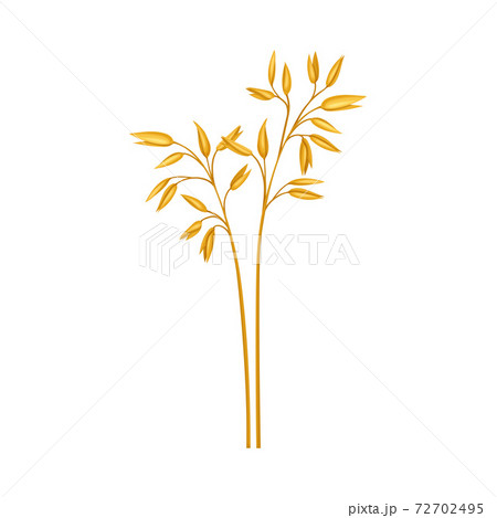 Oat Grass Specie as Wildflower or Herbaceous Flowering Plant Vector Illustration 72702495