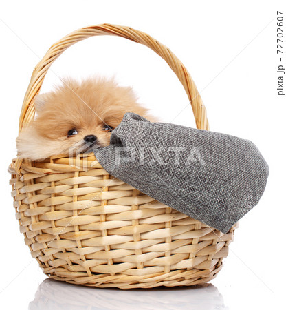 Pomeranian Spitz puppy sits in wicker basket on white background. 72702607