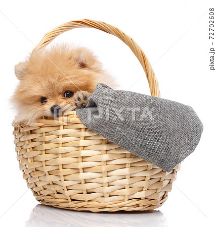 Playful puppy Pomeranian Spitz sticks its head out of the wicker basket and gnaws it. 72702608