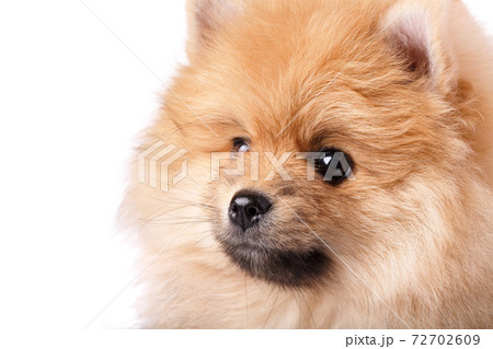 Close up of a red Pomeranian Spitz head. 72702609