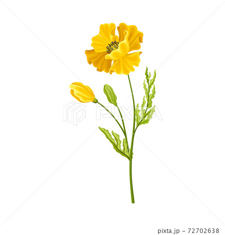 Yellow Poppy Flower with Showy Petals on Green Stem Vector Illustration 72702638