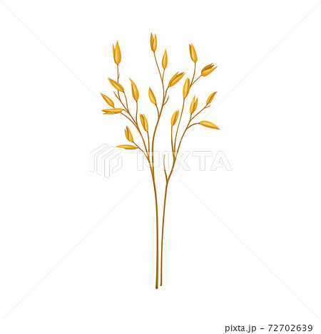 Oat Grass Specie as Wildflower or Herbaceous Flowering Plant Vector Illustration Oat Grass Specie as Wildflower or Herbaceous Flowering Plant Vector Illustration 72702639