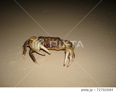 冬の宮古島　夜の前浜ビーチでみつけたオカガニ 72702684