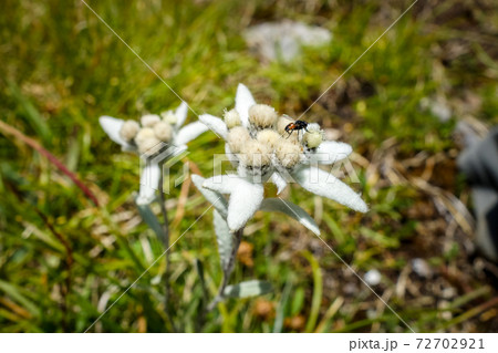 Edelweiss flowers in Vanoise national Park, France 72702921