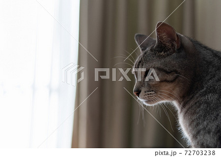 寂しそうな表情の猫 サバトラ猫の写真素材