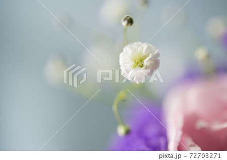 かすみ草 かすみ草 72703271
