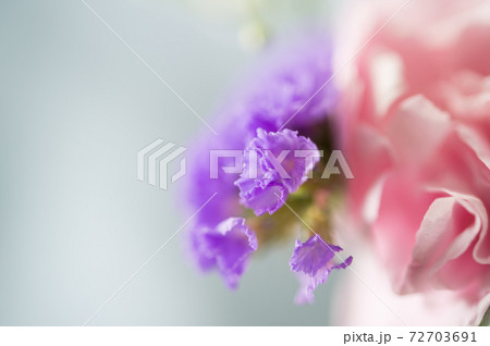 スターチス スターチス 72703691