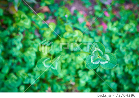 幸運の植物のクローバーやシャムロック アイルランドの文化であるパトリックデーの素材画像の写真素材