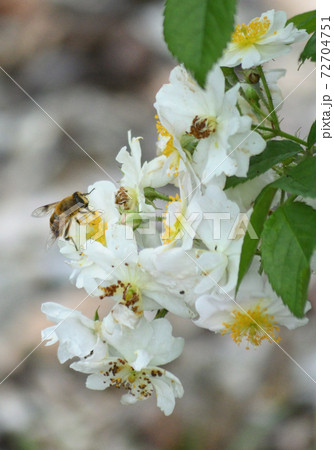 バラとコハナバチ 72704751