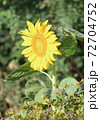 ヒマワリ 72704752