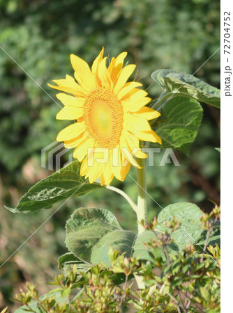 ヒマワリ 72704752