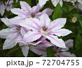 クレマチス 72704755