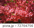 ツツジ 72704756