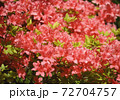ツツジ 72704757