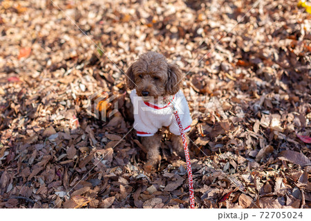 トイプードル レッド トイプードル レッド 72705024