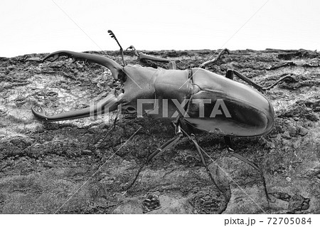 ギラファノコギリクワガタ ギラファノコギリクワガタ 72705084