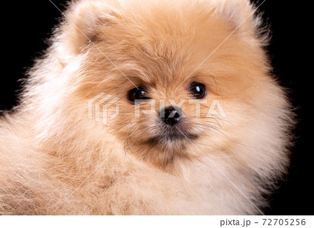 Closeup of fluffy little Pomeranian Spitz looking funny in camera. 72705256