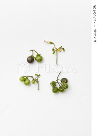 Black nightshade berries 72705406