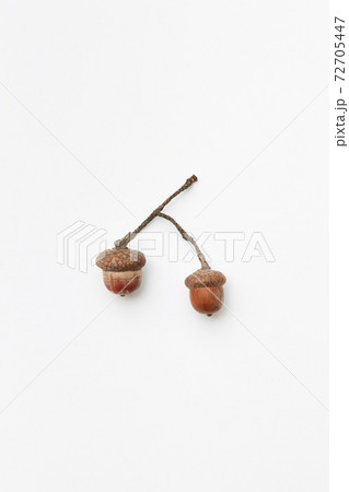 Two acorns Two acorns 72705447
