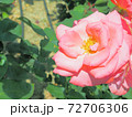 ピンクと白の薔薇・芳純 72706306