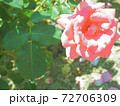 ピンクと白の薔薇・芳純 72706309