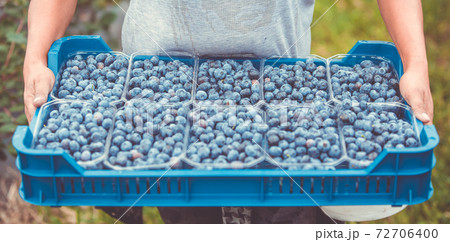Freshly picked blueberries on the farm, food concept Freshly picked blueberries on the farm, food concept 72706400