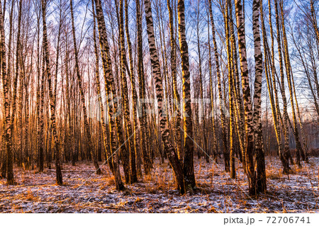 Sunset or sunrise in a birch grove with the first winter snow. Rows of birch trunks. 72706741